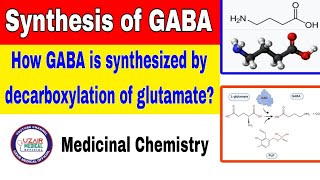 Synthesis of GABA  Medicinal Chemistry [upl. by Sisxela385]