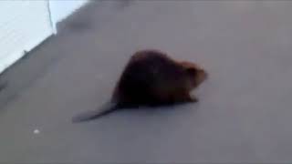 Slavic Beaver Meme Compilation [upl. by Aubrette]