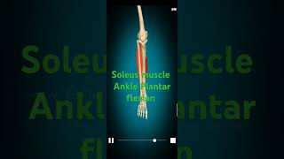 Soleus muscle Ankle Plantar Flexion calfpain calfstretch anklepain jhajjar drrohitchhikara [upl. by Tnarb728]