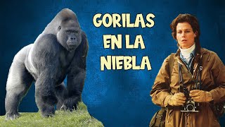 ¡GORILAS EN LA NIEBLA el amor por los animales [upl. by Milson]