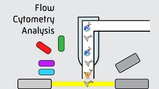 Flow Cytometry Analysis [upl. by Einehpets]