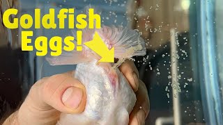 How to breed goldfish  Hand spawning ranchu goldfish [upl. by Sidoon]