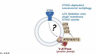 Video synopsis STING is a conserved ion channel EMBO Reports [upl. by Manley]