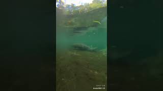 Manatee swimming at Weeki Wachee￼ [upl. by Margarete443]