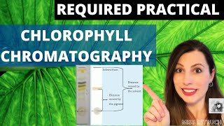 Required Practical CHLOROPHYLL CHROMATOGRAPHY for Alevel Biology Do you know what an Rf value is [upl. by Chelsie]