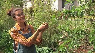 Permaculture Paradise Central Jacksonville Florida [upl. by Chrisy]