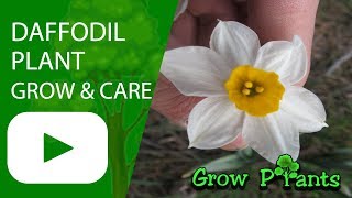 Daffodil plant flower  Grow and care [upl. by Koslo]