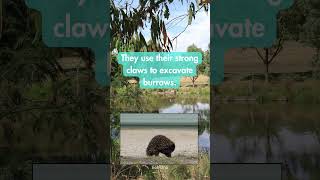 Have you heard about the echidnas burrowing behavior Australia nature Echidna behaviour [upl. by Ynattir]