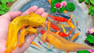 Amazing Catch Ornamental Colorful Strange Catfish Three Tail Fish Pearl Pingpong Fish Koi Fish [upl. by Theurich752]