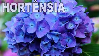 HORTÊNSIA 🌿 Aprenda ENRAIZAR GALHO De MODO SIMPLES Sem Complicação 👍👍 [upl. by Anad]