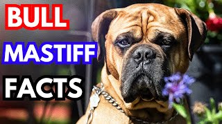 Bullmastiff  Top 10 Facts [upl. by Wellington]