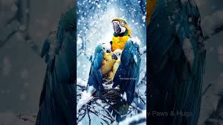 🌧️☔ Majestic Macaw parrot protects Nestlings from Icy Arctic Blas👍 birdsinfo0007 birds lovebirds [upl. by Rehotsirk]