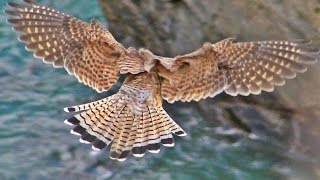 Kestrel Hovering and Hunting in Cornwall [upl. by Annoeik]