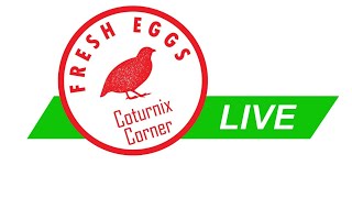 Coturnix Corner LIVE [upl. by Kalin939]