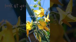 the tomatoes are tomating garden plants mygarden tomatoes oregon soproud vegan growth [upl. by Adiazteb]