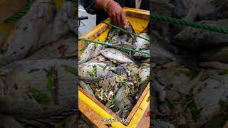 Rabbit Fish otti fish nature fitness entertainment market vlog [upl. by Afnin229]