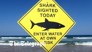 Sydney records first fatal shark attack in nearly 60 years as swimmer is mauled to death at beach [upl. by Asaert]