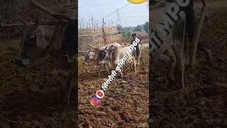 Aan Gaon Ke Turi Mare Najariya Cg Dj Song  Dj Ashray Poksari [upl. by Drobman]