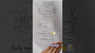 Topic Hydrodictyon full diagram showingshortvideo botany explorepage [upl. by Valerlan]