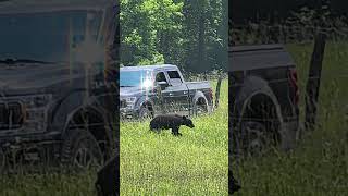 Cades Cove and Bear Sightings cadescove bears EFilms2484 greatsmokymountainsnationalpark [upl. by Nomelif]