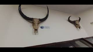 NATURAL HISTORY MUSEUMS THIRUVANANTHAPURAM [upl. by Ardnovahs]