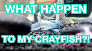 Crayfish molting  What happens next [upl. by Clynes]