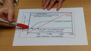 Photosynthesis compensation points [upl. by Darin]