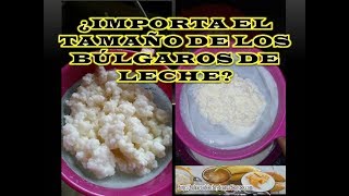 QUÉ TANTO IMPORTA EL TAMAÑO DE LOS BÚLGAROS DE LECHE [upl. by Maleeny]