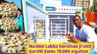 Mashinii Lukku Horsiisuu Jiattii Qarshii Kuma 70000Kani Ittin Argattan enkubeter [upl. by Nahgam]