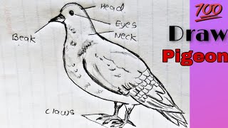 How to draw Pigeon labelled diagram  phylum chordataClass Aves  Kingdom Animalia [upl. by Eniamor]