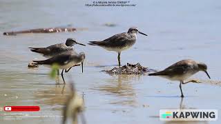 Greytailed Tattler Tringa brevipes 24–27 cm [upl. by Harhay883]