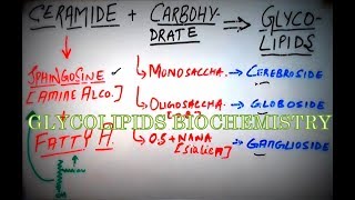 GLYCOLIPIDS  Biochemistry Concepts amp Brief Lipid Classification Cerebrosides Gangliosides etc [upl. by Braunstein]