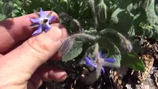 All About Borage Borago officinalis  Starflower  Beebush  Beebread  Bugloss  Medicinal Edible [upl. by Wu]