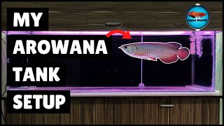 My Arowana Tank Setup  Monster Fish Tank [upl. by Norvol]