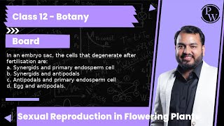 In an embryo sac the cells that degenerate after fertilisation are a Synergids and primary end [upl. by Lucrece6]