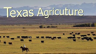 How Texas Farmers Use 127 Million Acres Of Farmland  American Farming Documentary [upl. by Laertnom86]