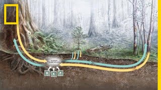 How Trees Secretly Talk to Each Other in the Forest  Decoder [upl. by Eilesor]