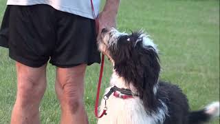 How to leashbreak a puppy or dog loose lead walking Canon  sheepadoodle [upl. by Mundy]