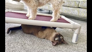 Havanese Dog and Burmese Cat Play Fight Over a Kuranda Bed Adorable Funny Pets [upl. by Diannne]