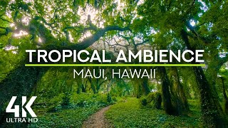 8 HRS Tropical Ambience  Exotic Birds Chirping in Tropical Forest  Nature Soundscape  4K UHD [upl. by Ced788]