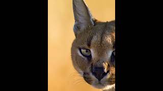 Caracal is a cat  Caracal vs birds animalworld caracalcat birds [upl. by Hedelman]