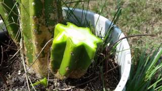 Basic how to  cactus cuttings [upl. by Gaspar]