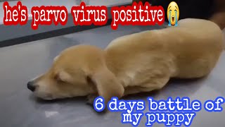 Winning a 6Day Battle Against Parvo Virus My Dogs Story [upl. by Jaela173]