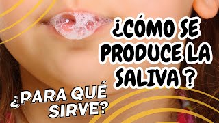 Cómo se produce la saliva y para qué sirve ¡Descúbrelo [upl. by Kaenel]