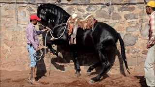 GATILLERO MR RANCHO LOS POTRILLOS [upl. by Ronoel]