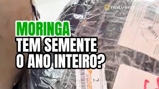 Moringa envio para todo Brasil [upl. by Woodman]