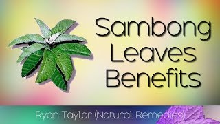 Sambong Leaves Benefits and Uses [upl. by Spooner422]