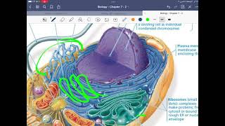 Biology chapter 7 part 3  Endomembrane system [upl. by Annayat]