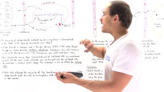 Transport of Carbon Dioxide and Chloride Shift [upl. by Emanuela715]