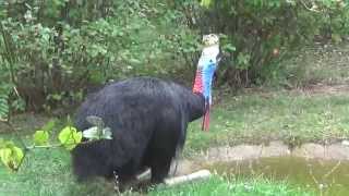 Cassowary Casuarius casuarius Prague Zoo קזואר [upl. by Angrist]